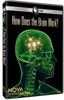 How_does_the_brain_work_